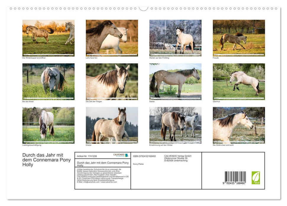 Durch das Jahr mit dem Connemara Pony Holly (CALVENDO Premium Wandkalender 2025)