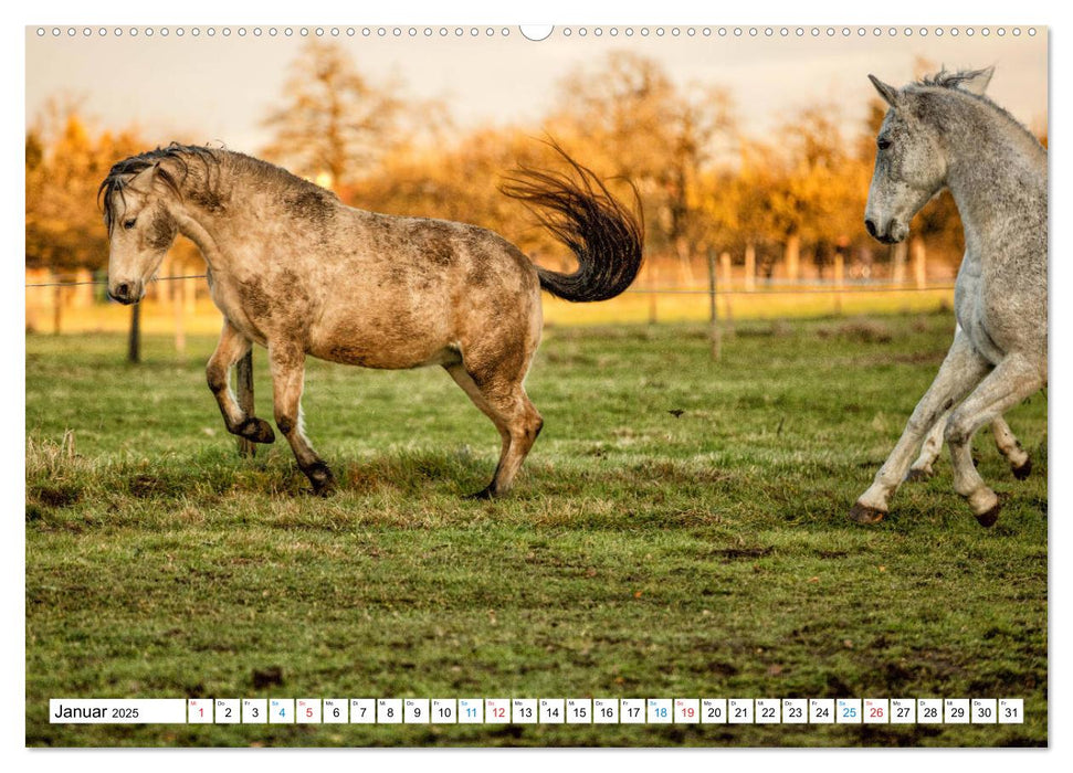 Durch das Jahr mit dem Connemara Pony Holly (CALVENDO Premium Wandkalender 2025)