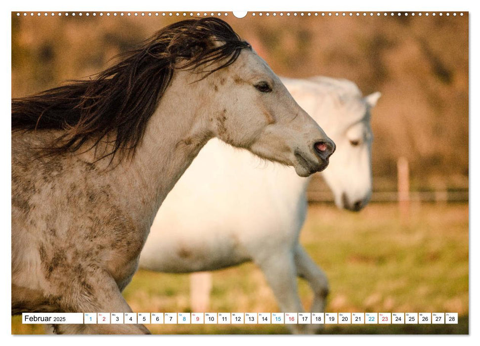 Durch das Jahr mit dem Connemara Pony Holly (CALVENDO Premium Wandkalender 2025)