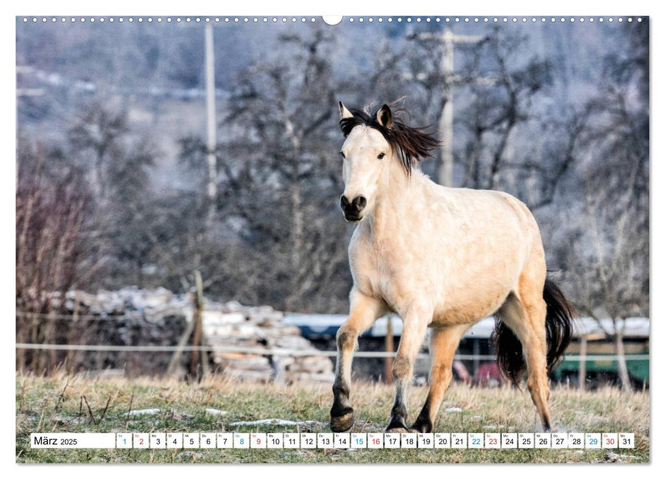 Durch das Jahr mit dem Connemara Pony Holly (CALVENDO Premium Wandkalender 2025)