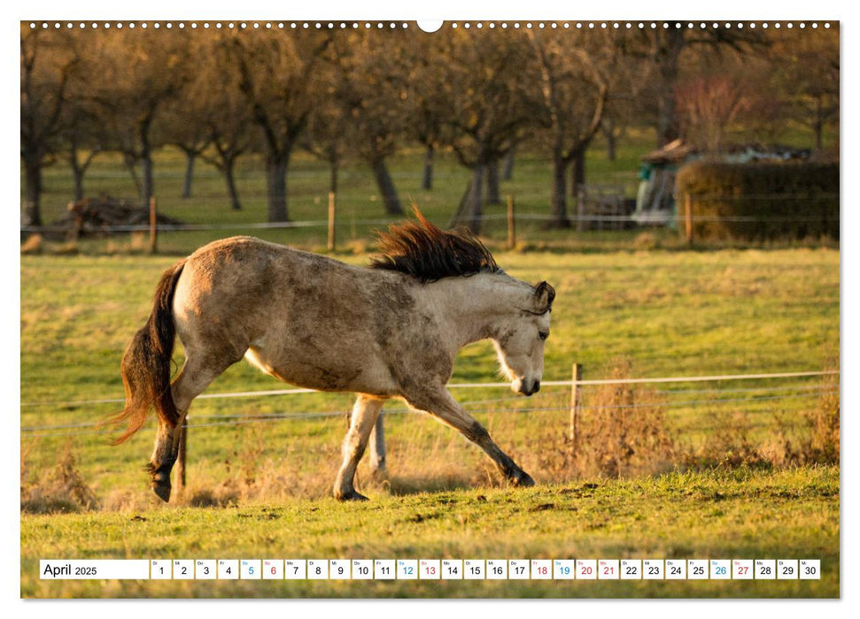 Durch das Jahr mit dem Connemara Pony Holly (CALVENDO Premium Wandkalender 2025)