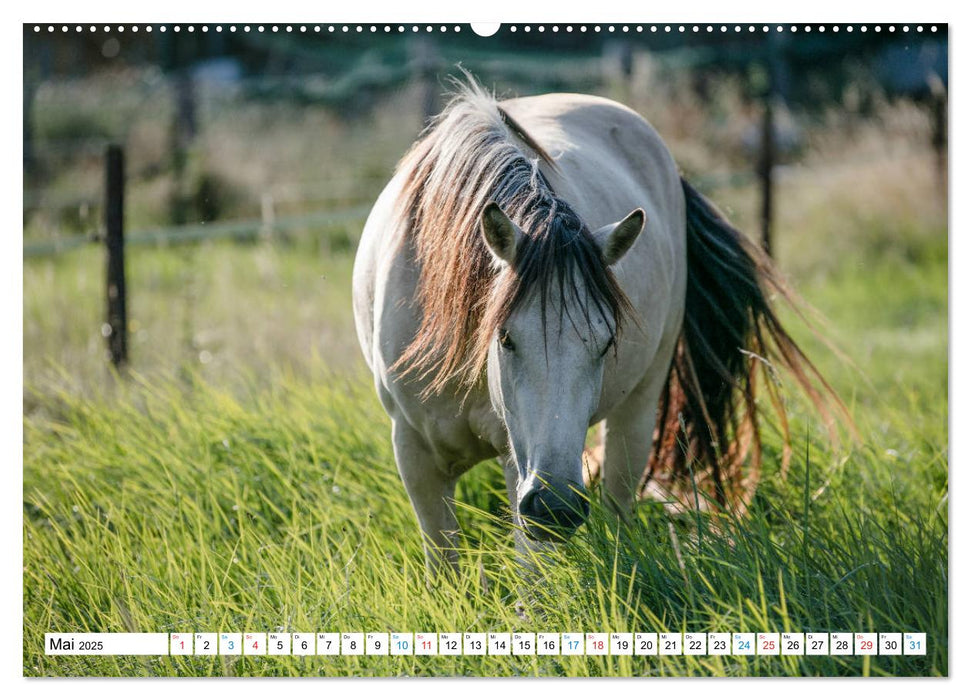 Durch das Jahr mit dem Connemara Pony Holly (CALVENDO Premium Wandkalender 2025)