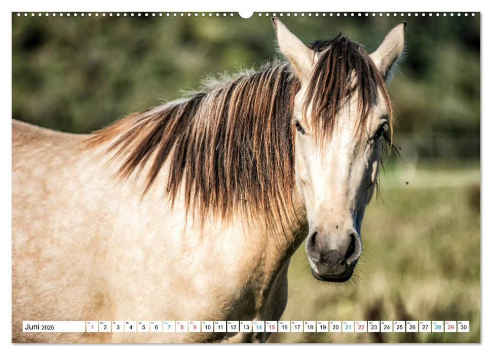 Durch das Jahr mit dem Connemara Pony Holly (CALVENDO Premium Wandkalender 2025)