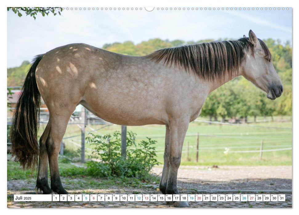 Durch das Jahr mit dem Connemara Pony Holly (CALVENDO Premium Wandkalender 2025)