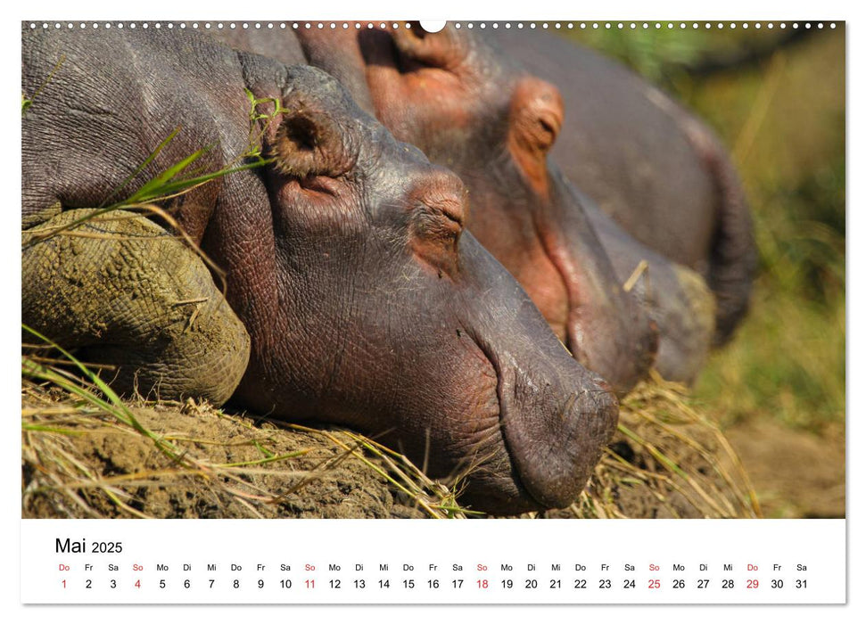 Südafrika - Eine beeindruckende Tierwelt (CALVENDO Premium Wandkalender 2025)