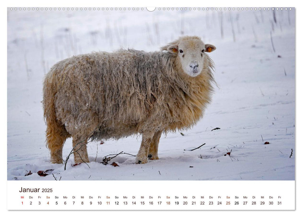 Schöne Schafe (CALVENDO Premium Wandkalender 2025)