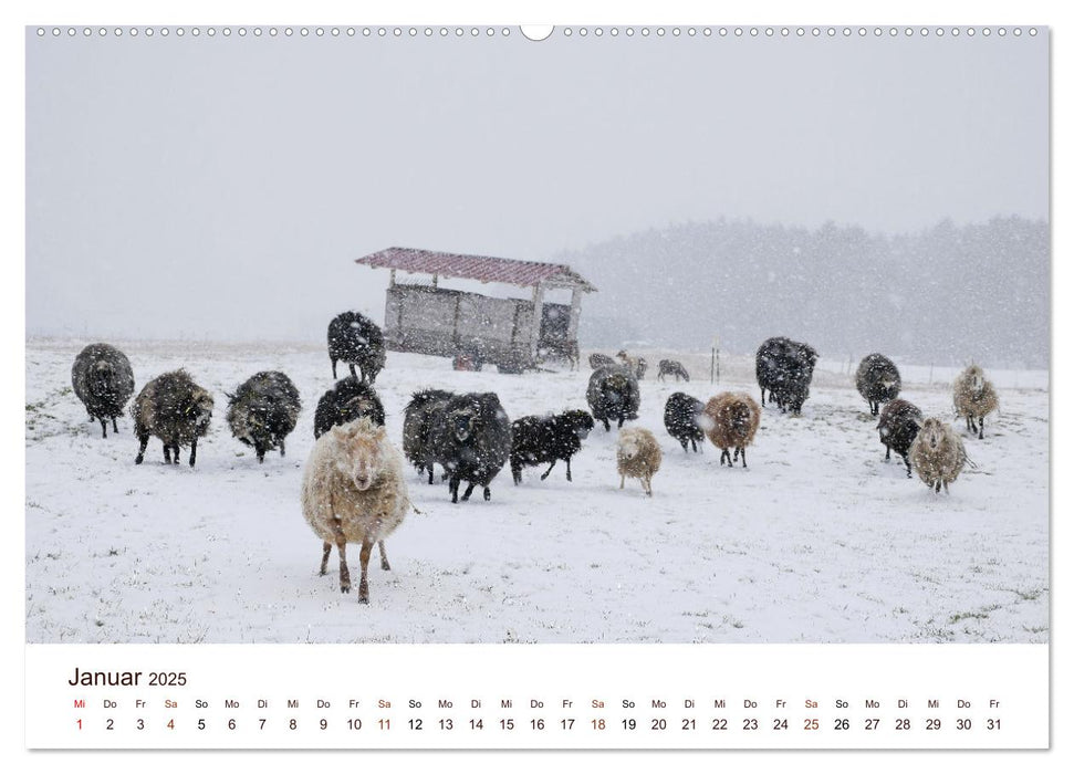 Schöne Schafe (CALVENDO Premium Wandkalender 2025)