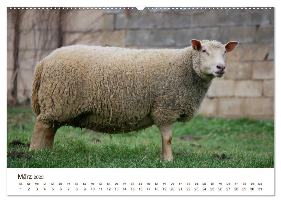 Schöne Schafe (CALVENDO Premium Wandkalender 2025)