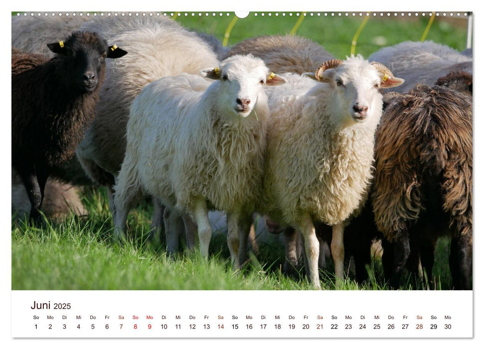 Schöne Schafe (CALVENDO Premium Wandkalender 2025)