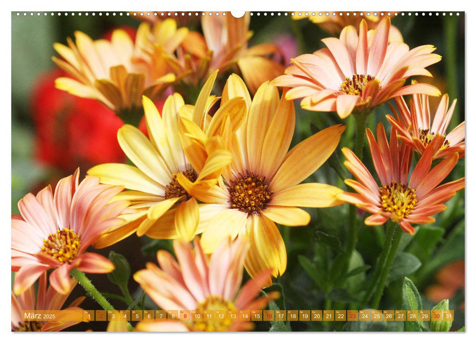 Beschwingte Blumenwelt (CALVENDO Premium Wandkalender 2025)