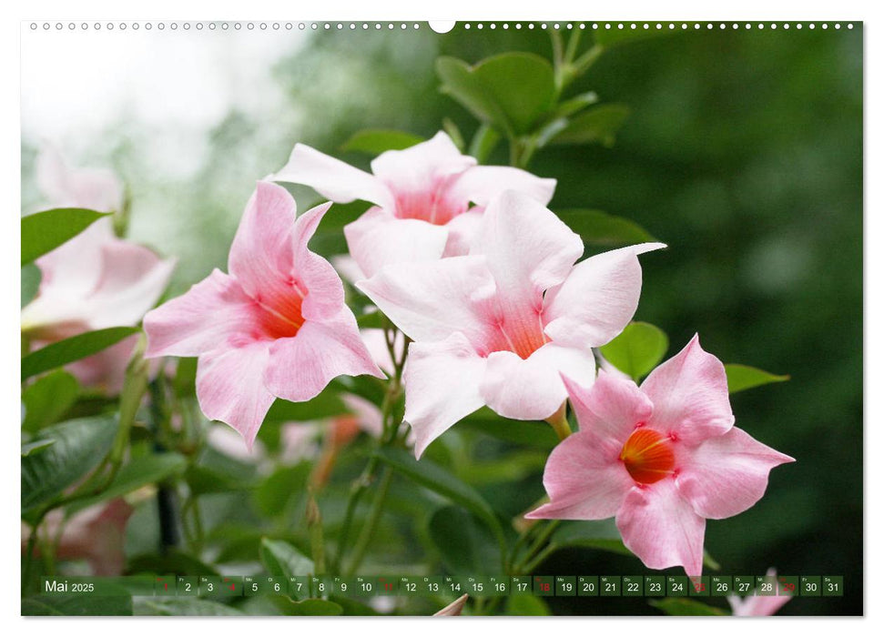 Beschwingte Blumenwelt (CALVENDO Premium Wandkalender 2025)