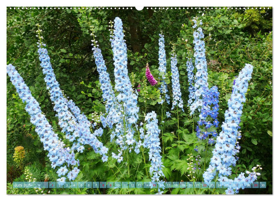 Beschwingte Blumenwelt (CALVENDO Premium Wandkalender 2025)