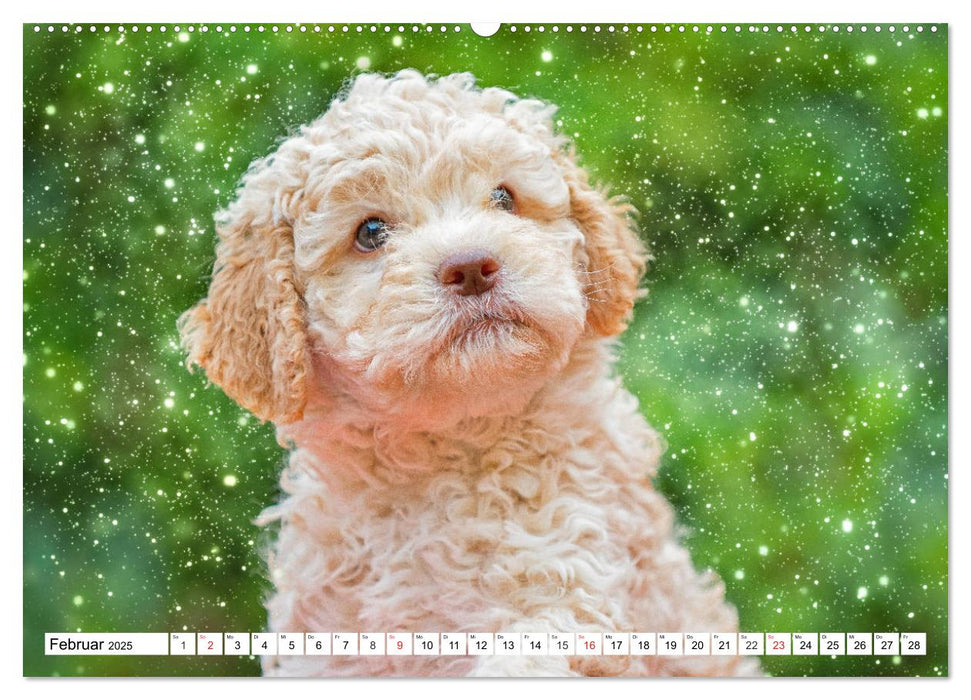 Mit Lagotto Romagnolo Welpen durch das Jahr (CALVENDO Premium Wandkalender 2025)