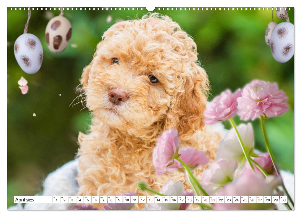 Mit Lagotto Romagnolo Welpen durch das Jahr (CALVENDO Premium Wandkalender 2025)