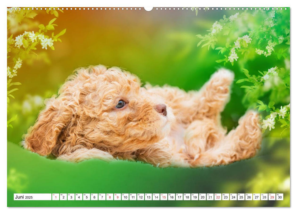 Mit Lagotto Romagnolo Welpen durch das Jahr (CALVENDO Premium Wandkalender 2025)