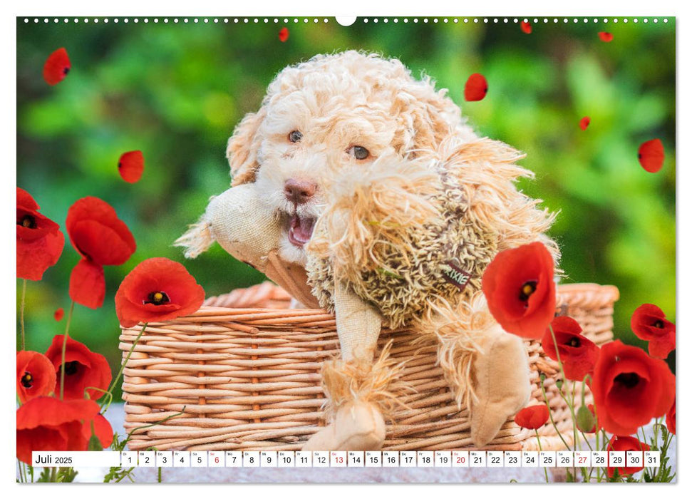 Mit Lagotto Romagnolo Welpen durch das Jahr (CALVENDO Premium Wandkalender 2025)