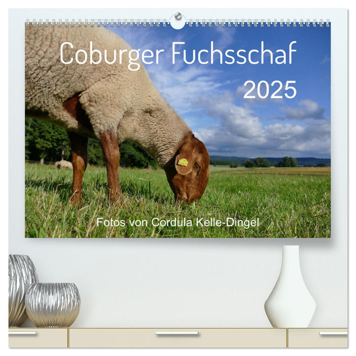 Coburger Fuchsschaf (CALVENDO Premium Wandkalender 2025)