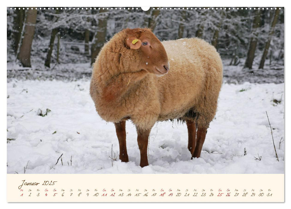 Coburger Fuchsschaf (CALVENDO Premium Wandkalender 2025)