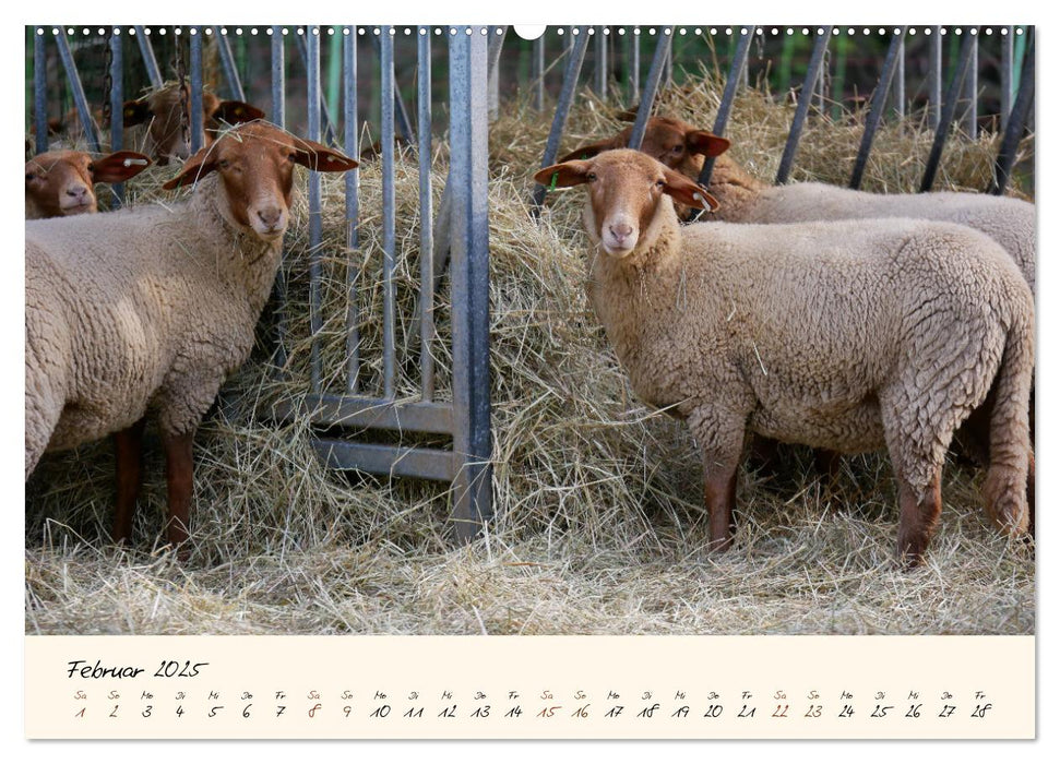 Coburger Fuchsschaf (CALVENDO Premium Wandkalender 2025)