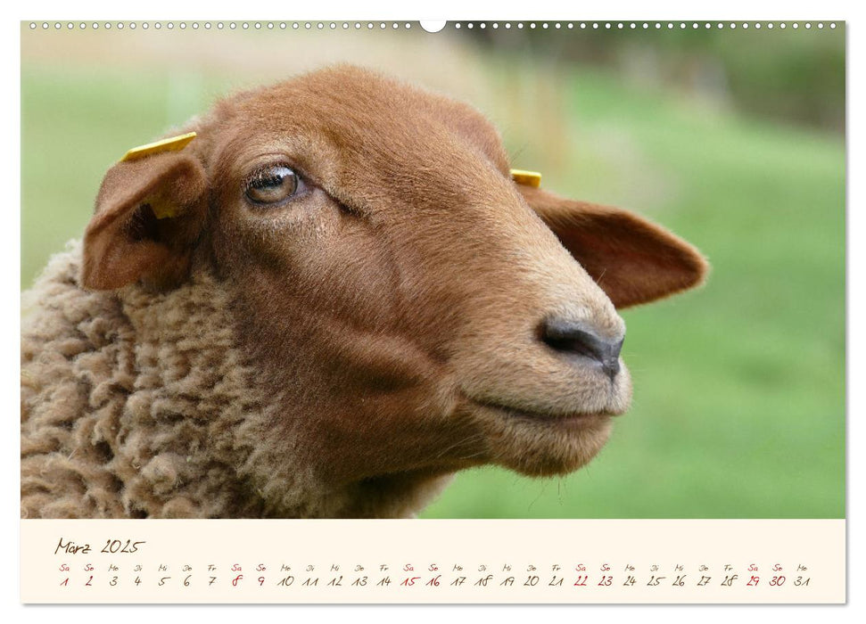 Coburger Fuchsschaf (CALVENDO Premium Wandkalender 2025)