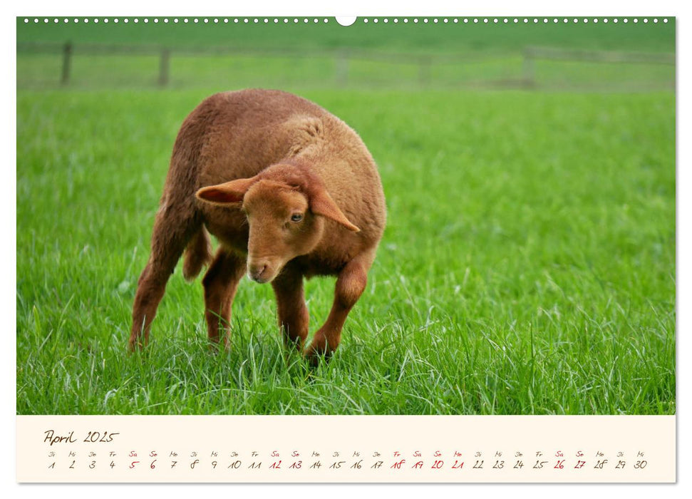 Coburger Fuchsschaf (CALVENDO Premium Wandkalender 2025)