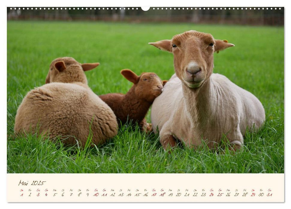 Coburger Fuchsschaf (CALVENDO Premium Wandkalender 2025)