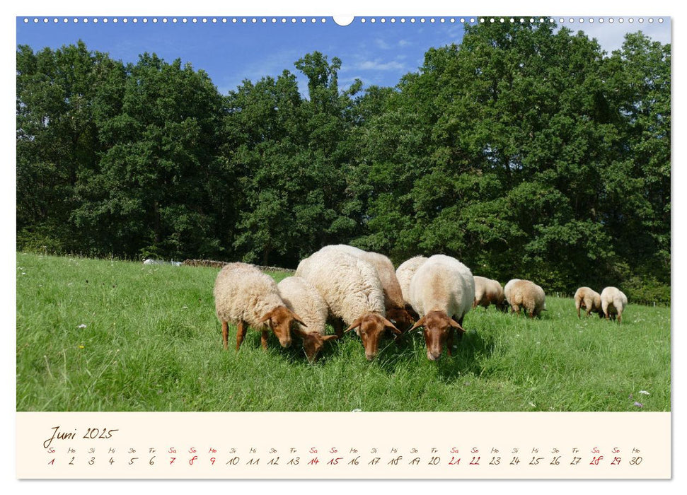 Coburger Fuchsschaf (CALVENDO Premium Wandkalender 2025)