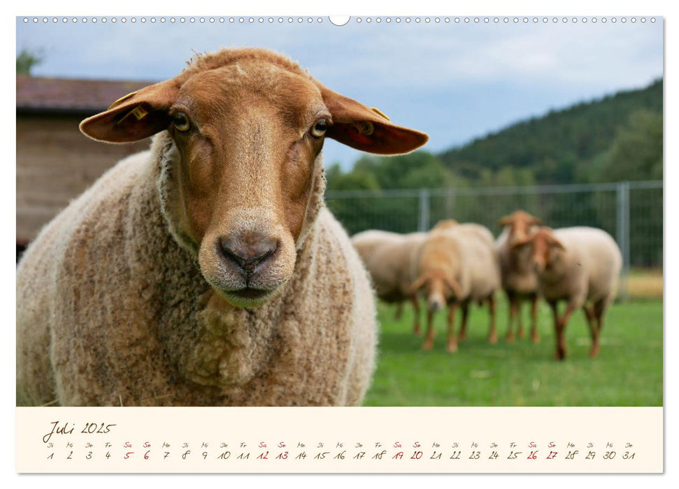 Coburger Fuchsschaf (CALVENDO Premium Wandkalender 2025)