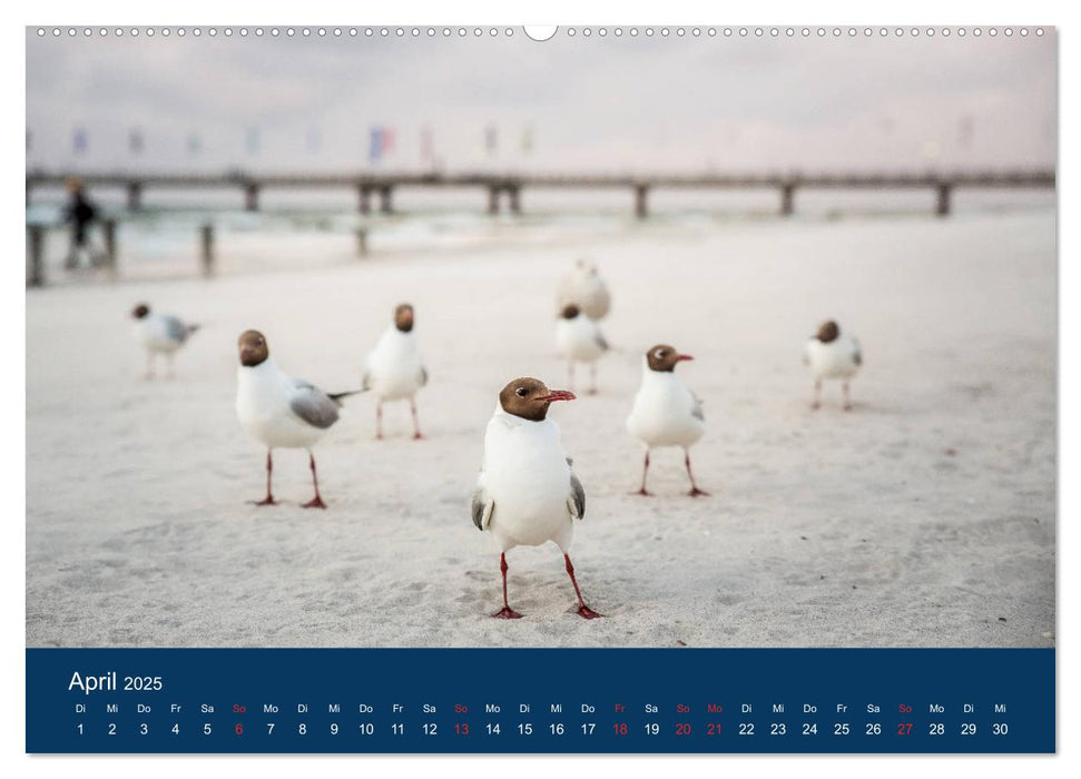 Ostseezauber (CALVENDO Premium Wandkalender 2025)