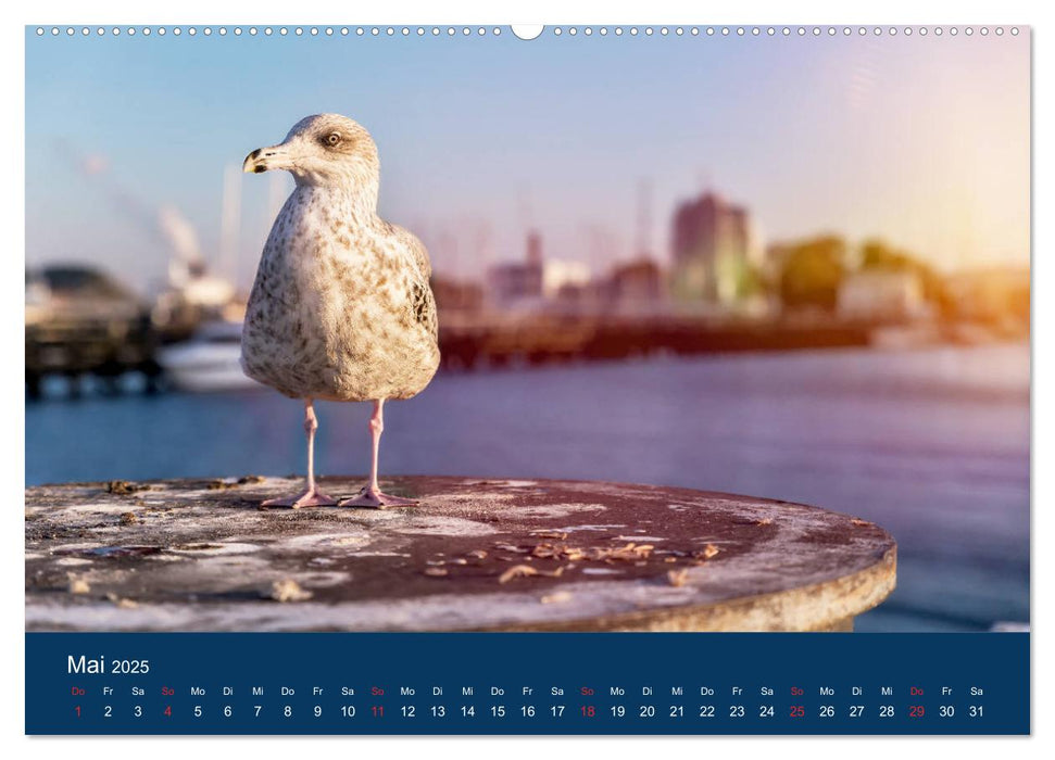 Ostseezauber (CALVENDO Premium Wandkalender 2025)