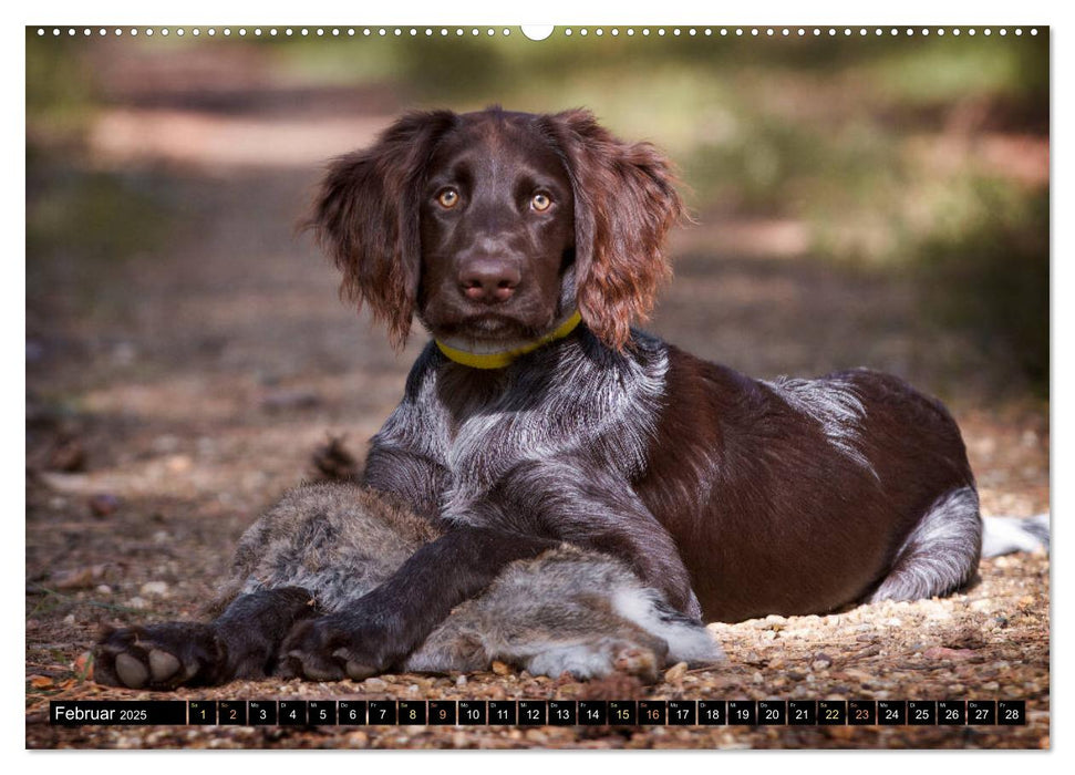 Faszination Jagdhund - Deutsch Langhaar (CALVENDO Premium Wandkalender 2025)