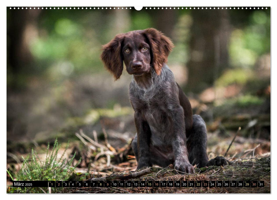 Faszination Jagdhund - Deutsch Langhaar (CALVENDO Premium Wandkalender 2025)