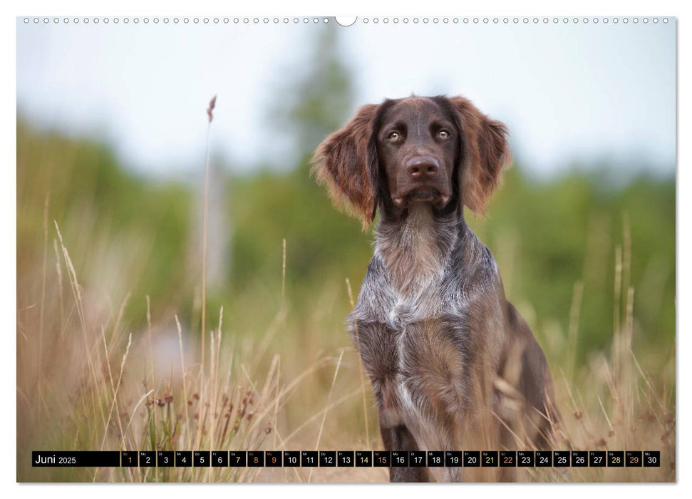 Faszination Jagdhund - Deutsch Langhaar (CALVENDO Premium Wandkalender 2025)