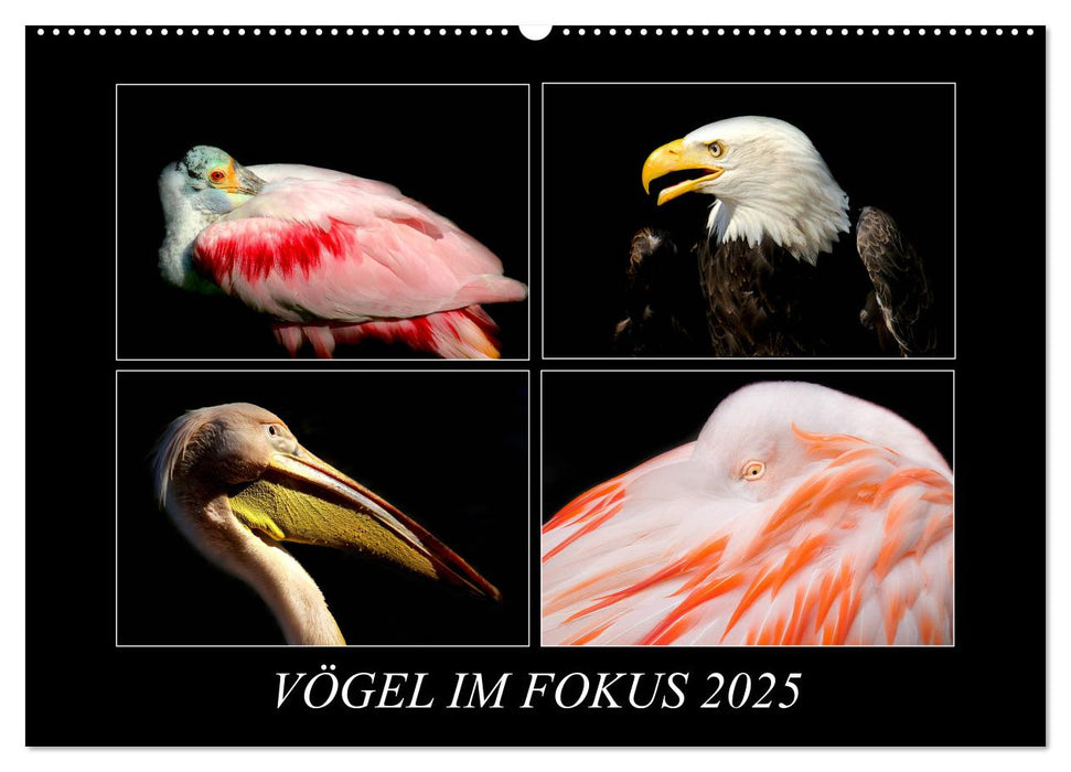 Vögel im Fokus 2025 (CALVENDO Wandkalender 2025)