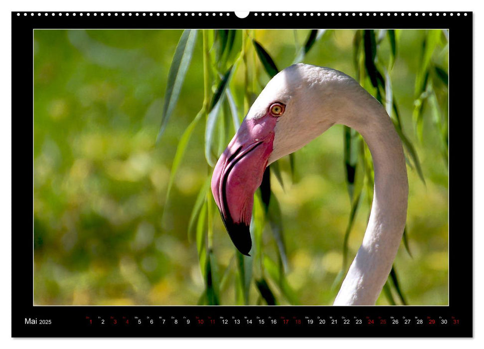 Vögel im Fokus 2025 (CALVENDO Wandkalender 2025)