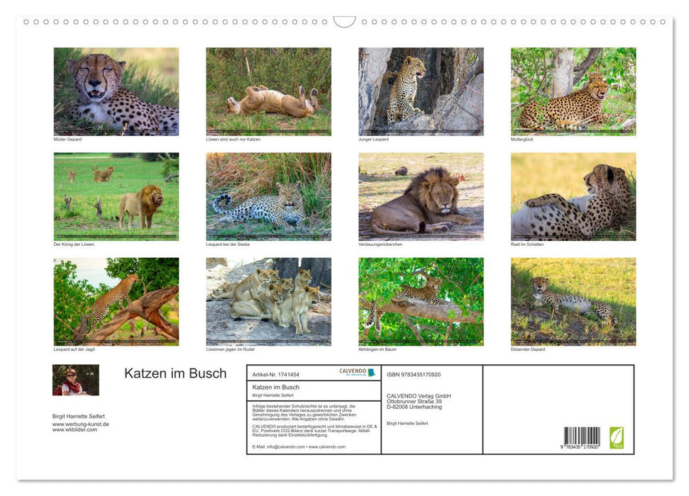 Katzen im Busch (CALVENDO Wandkalender 2025)