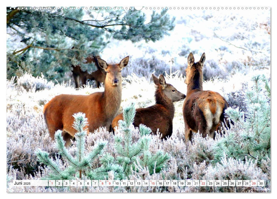 Eiszeit. Winter und Frost in der Natur (CALVENDO Premium Wandkalender 2025)