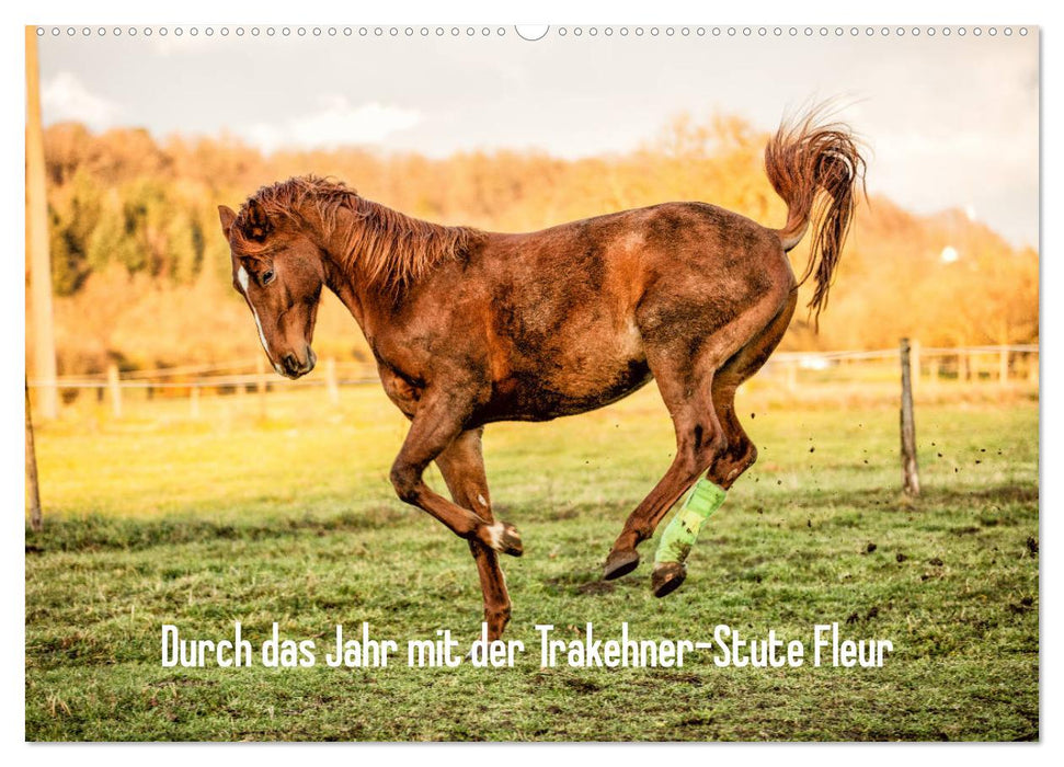 Durch das Jahr mit der Trakehner-Stute Fleur (CALVENDO Wandkalender 2025)