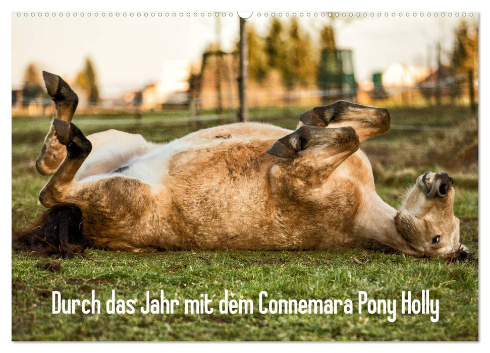 Durch das Jahr mit dem Connemara Pony Holly (CALVENDO Wandkalender 2025)