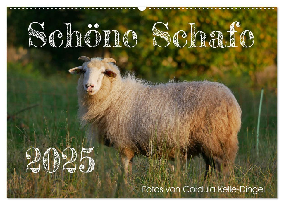 Schöne Schafe (CALVENDO Wandkalender 2025)