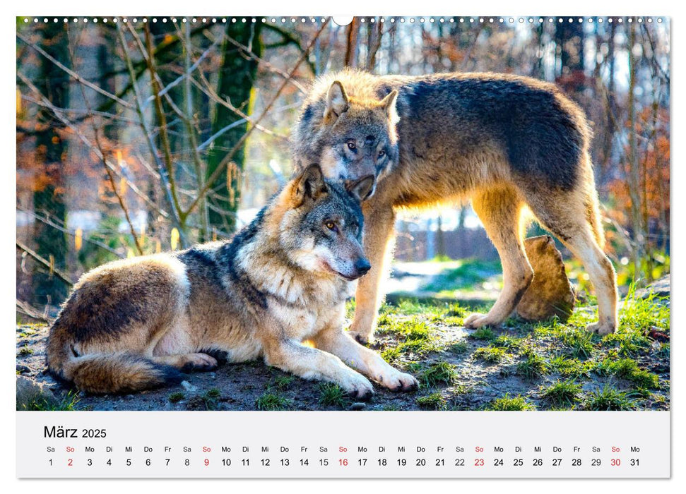 Wölfe. Ein Herz für Isegrim! (CALVENDO Premium Wandkalender 2025)