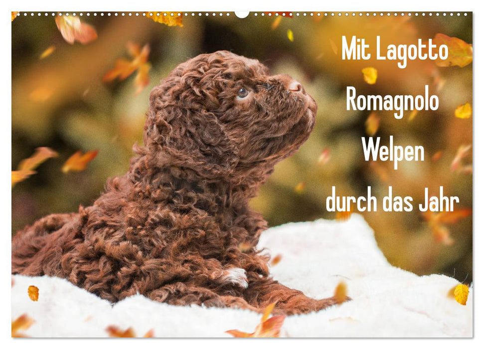 Mit Lagotto Romagnolo Welpen durch das Jahr (CALVENDO Wandkalender 2025)