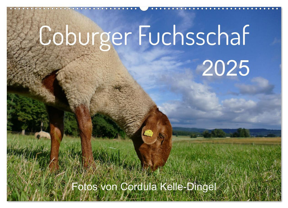 Coburger Fuchsschaf (CALVENDO Wandkalender 2025)