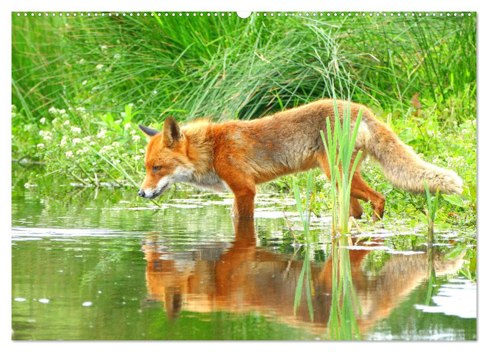 Der Rotfuchs. Flauschiger Geselle mit Köpfchen (CALVENDO Premium Wandkalender 2025)