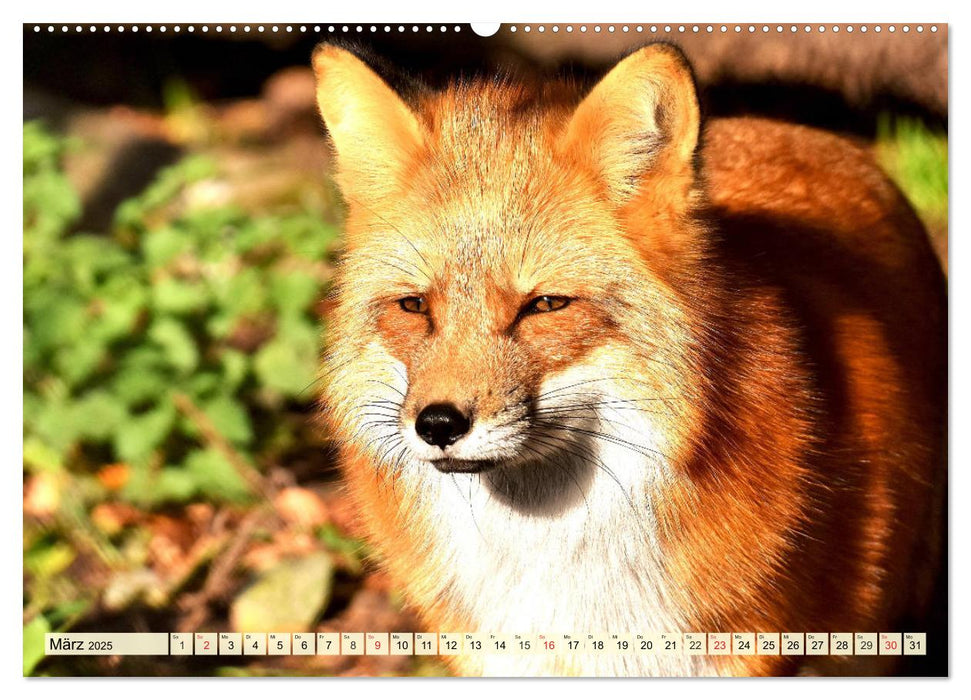 Der Rotfuchs. Flauschiger Geselle mit Köpfchen (CALVENDO Premium Wandkalender 2025)