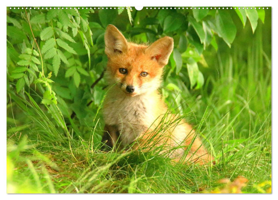 Der Rotfuchs. Flauschiger Geselle mit Köpfchen (CALVENDO Premium Wandkalender 2025)