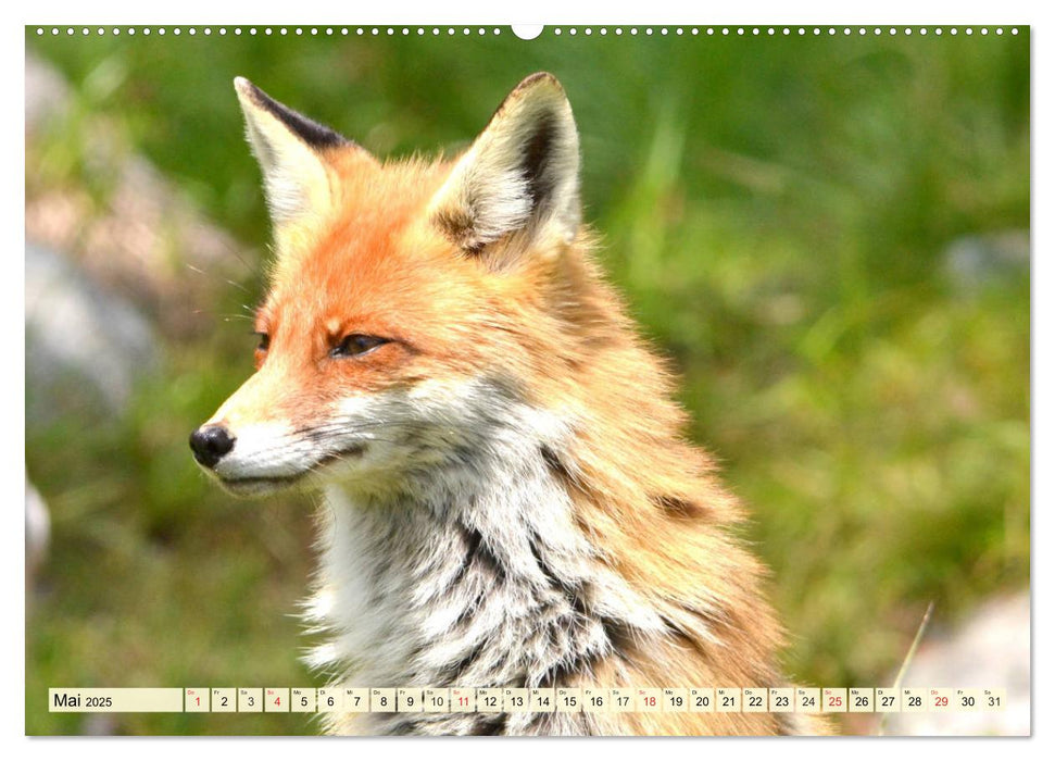 Der Rotfuchs. Flauschiger Geselle mit Köpfchen (CALVENDO Premium Wandkalender 2025)