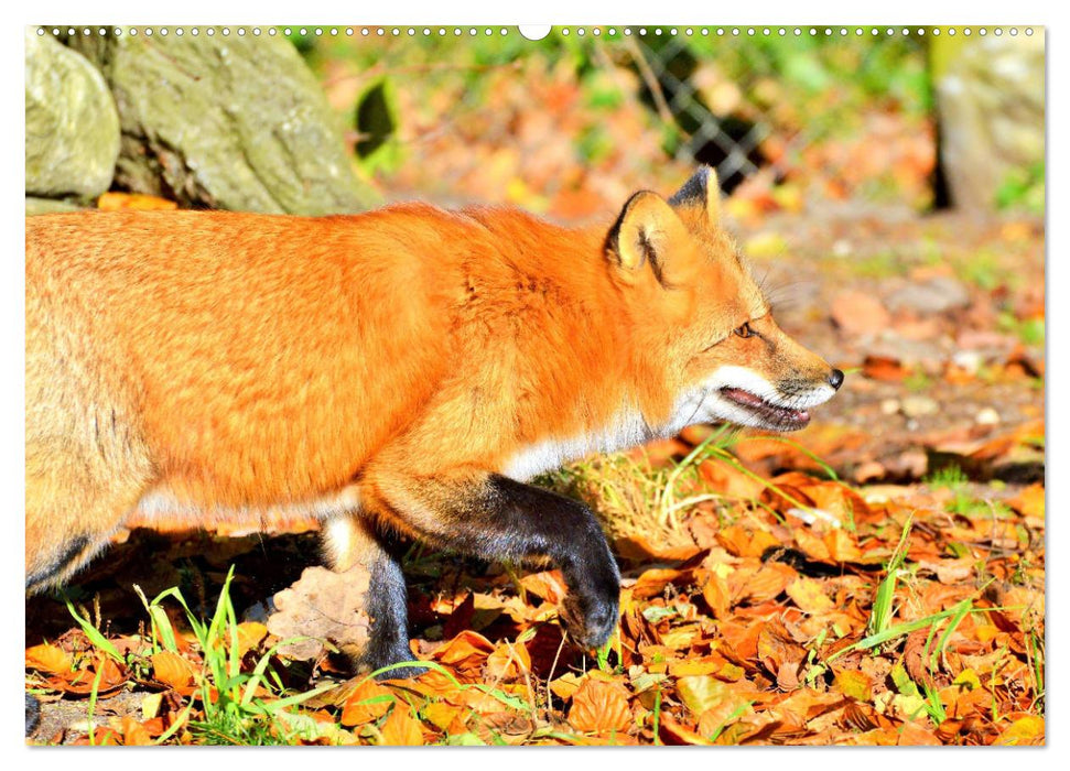 Der Rotfuchs. Flauschiger Geselle mit Köpfchen (CALVENDO Premium Wandkalender 2025)