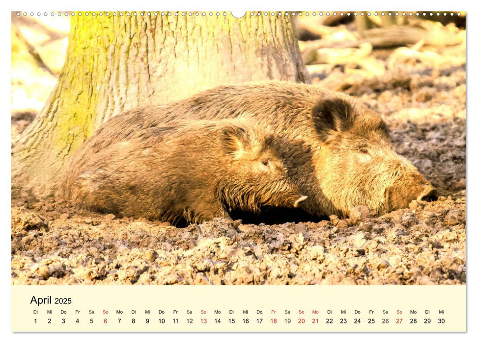 Scheue Wildtiere in heimischen Wäldern und Bergen (CALVENDO Premium Wandkalender 2025)