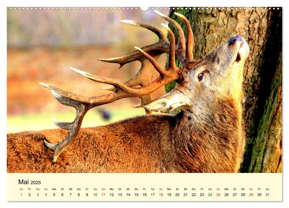 Scheue Wildtiere in heimischen Wäldern und Bergen (CALVENDO Premium Wandkalender 2025)